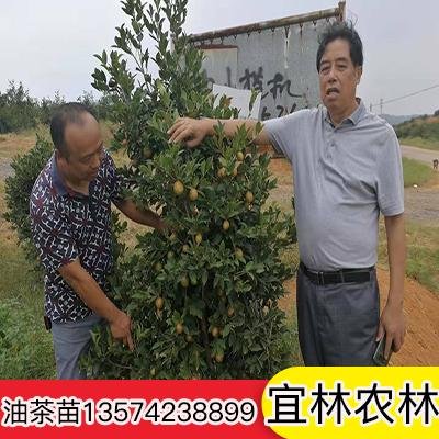 重庆油茶苗繁育基地-重庆油茶苗苗木种植基地-重庆油茶苗哪个品种好