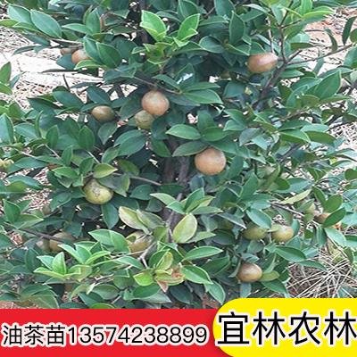 重庆油茶苗繁育基地重庆油茶苗繁育基地-重庆油茶苗苗木种植基地-重庆油茶苗哪个品种好