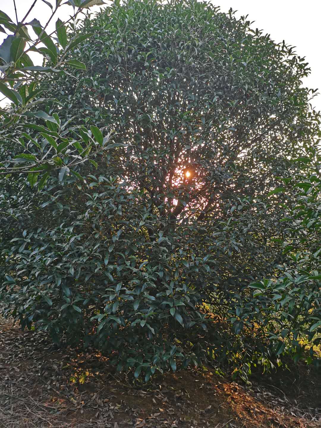 桂花樹圖片/桂花樹樣板圖 (2)