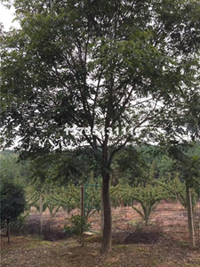 無患子苗報(bào)價  無患子苗基地