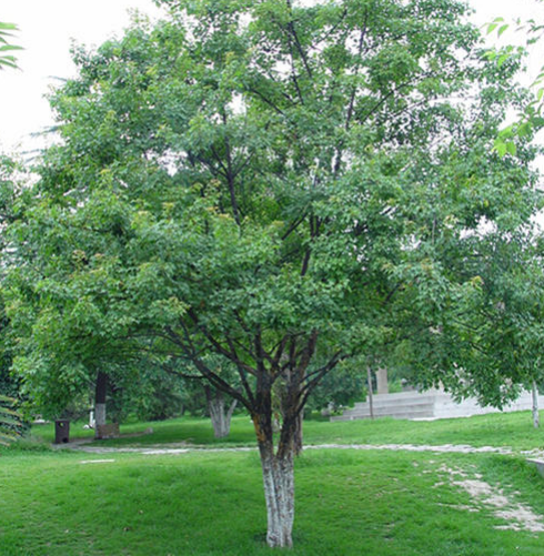 紅果冬青圖片/紅果冬青樣板圖 (3)