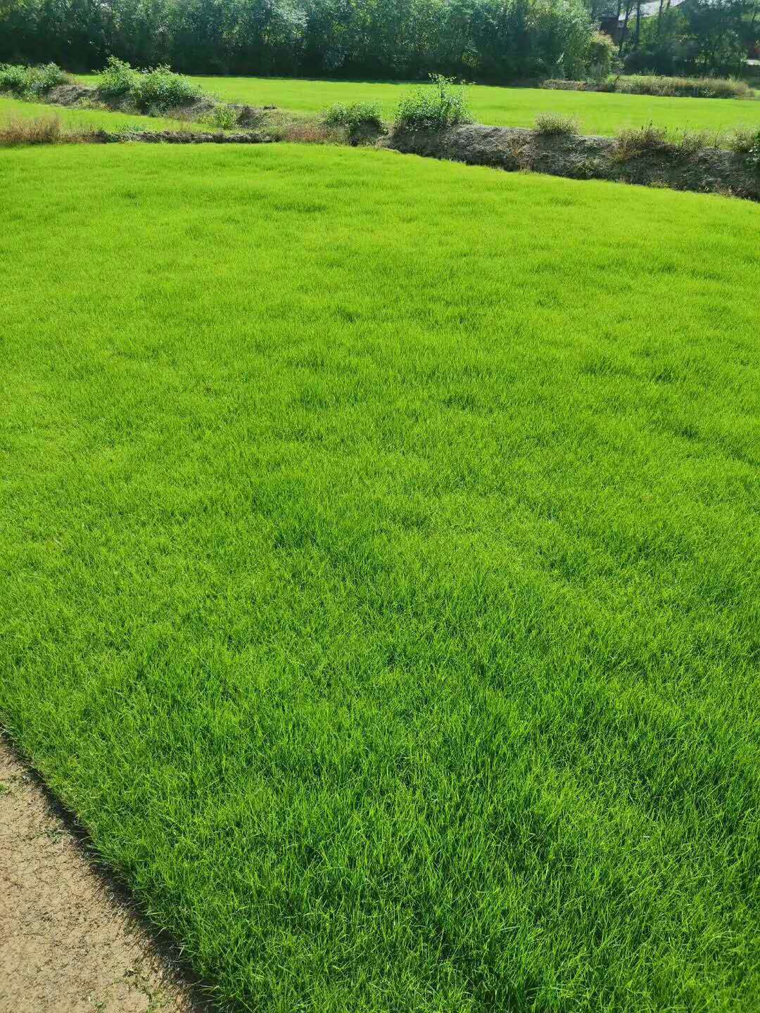 天堂草坪圖片/天堂草坪樣板圖 (2)