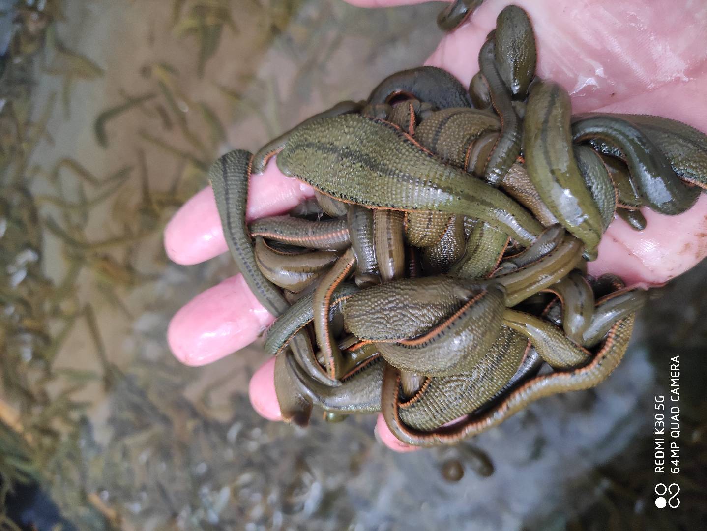 廣東水蛭養(yǎng)殖圖片/廣東水蛭養(yǎng)殖樣板圖 (2)