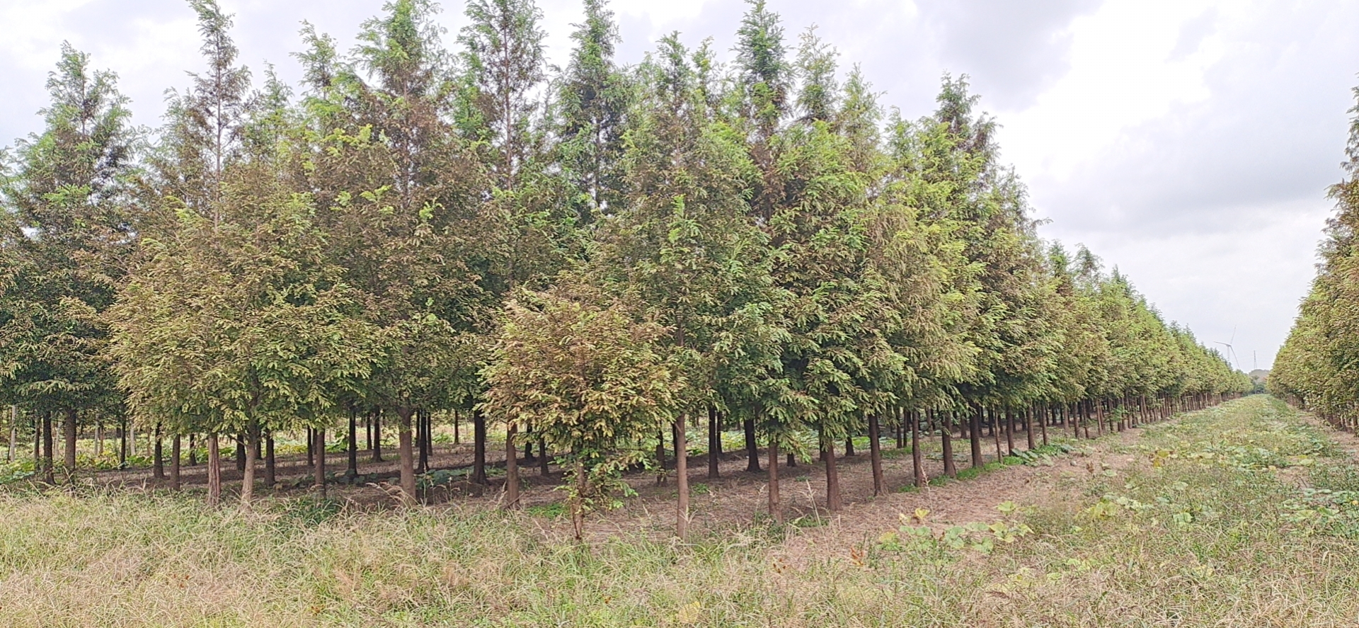 水杉圖片/水杉樣板圖 (2)