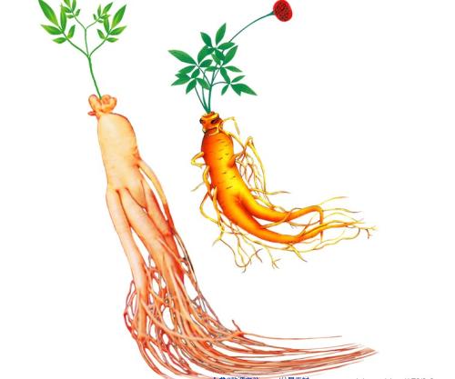 人參提取物圖片/人參提取物樣板圖 (3)