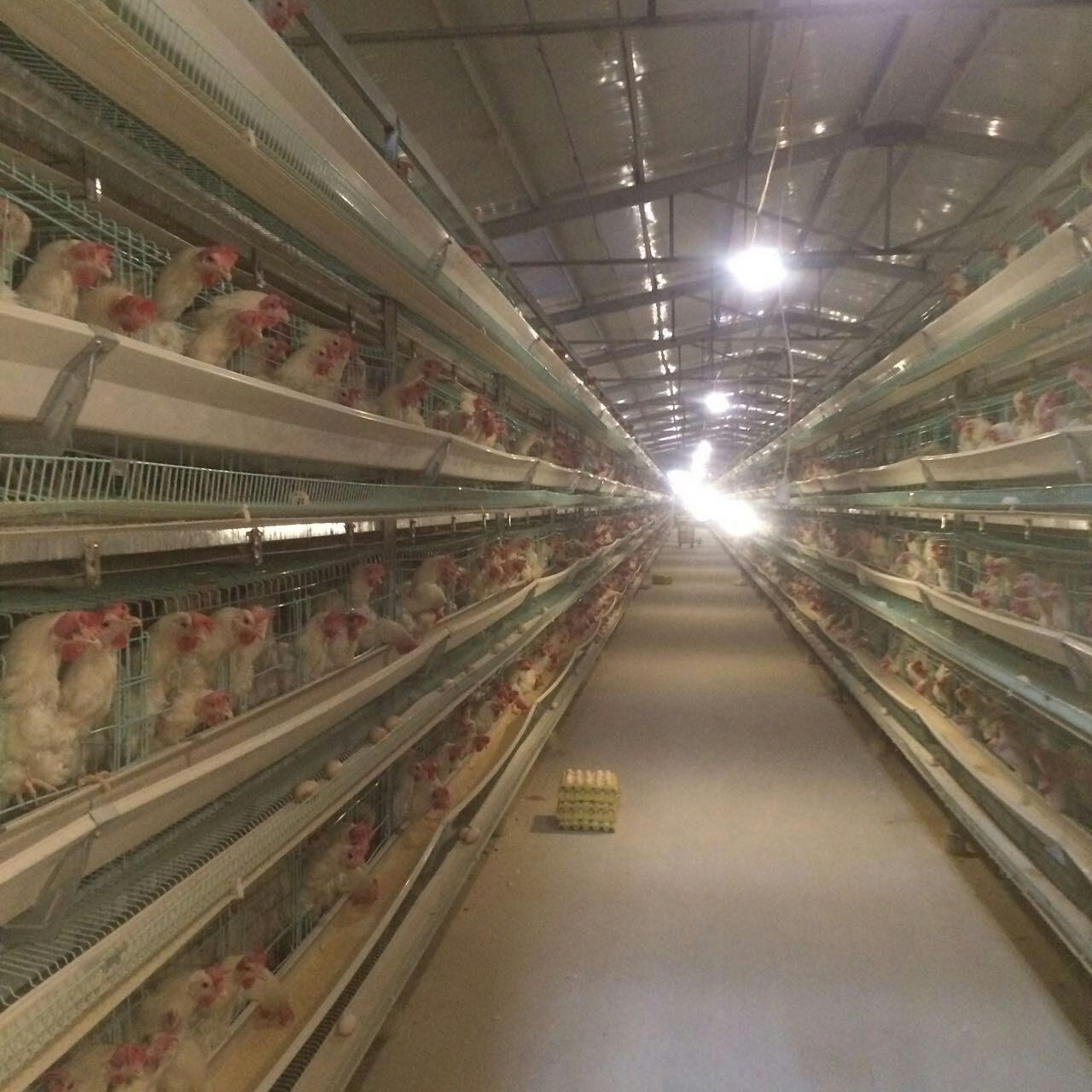 雞籠圖片/雞籠樣板圖 (3)