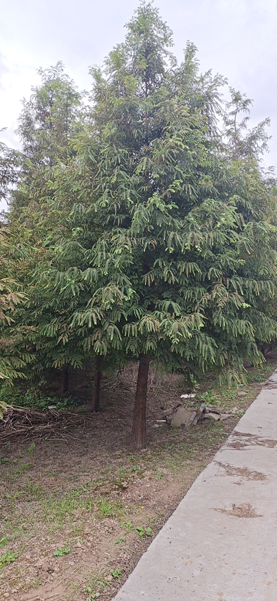 江苏水杉江苏水杉种植基地，水杉批发，水杉价格