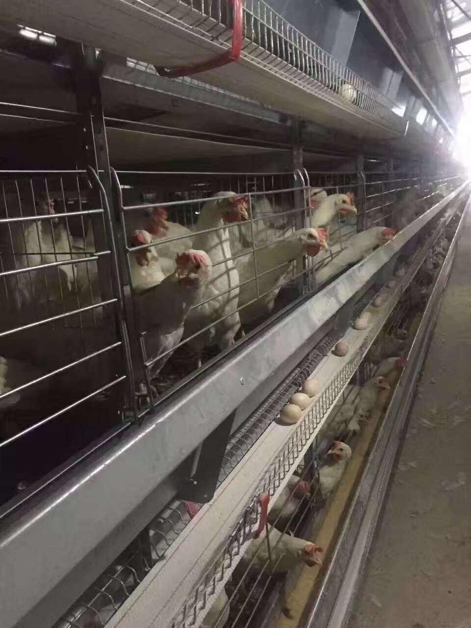 A型雞籠 H型養(yǎng)雞設(shè)備 蛋雞籠廠家 肉雞籠廠家