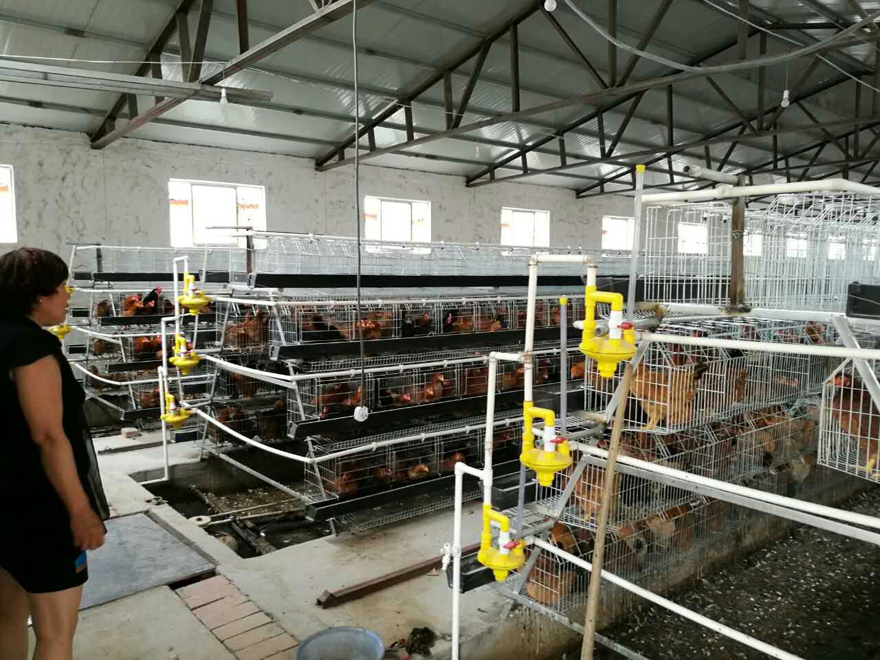 A型雞籠圖片/A型雞籠樣板圖 (2)