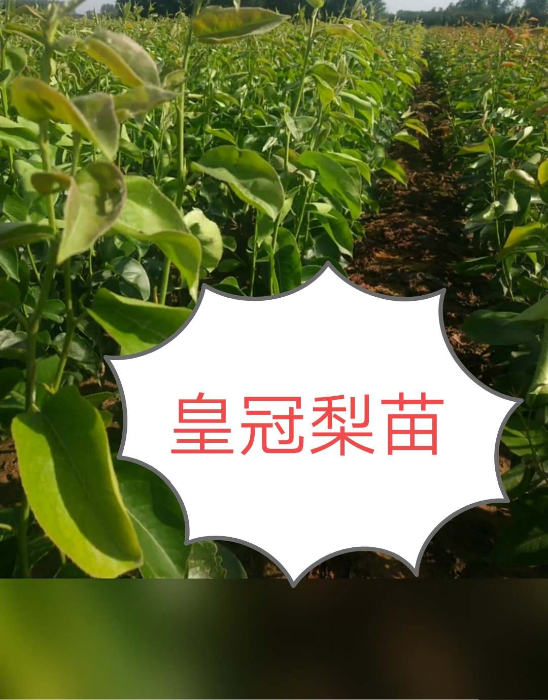 晚秋黄梨苗爱宕梨苗山东 晚秋黄梨苗爱宕梨苗，皇冠梨苗繁育场