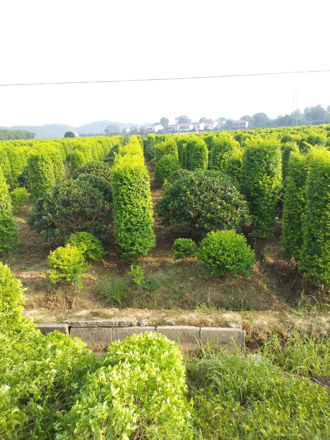 【真不错】重庆金冠女贞柱种植基地 金冠女贞柱供应报价-湖南千楚苗木种植合作社图片