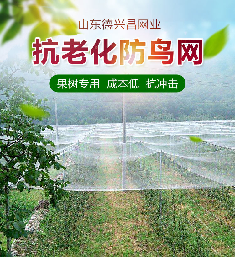 抗老化防鳥(niǎo)網(wǎng) 櫻桃果樹(shù)防鳥(niǎo)天網(wǎng) 尼龍網(wǎng)葡萄防護(hù)網(wǎng) 防鳥(niǎo)天網(wǎng)防護(hù)網(wǎng)圍網(wǎng) 防護(hù)圍網(wǎng)