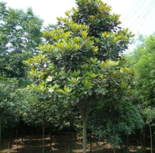 廣玉蘭*惠  廣玉蘭批發(fā)廠家 廣玉蘭報價