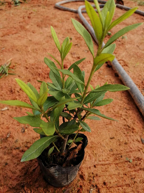 毛杜鵑圖片/毛杜鵑樣板圖 (3)