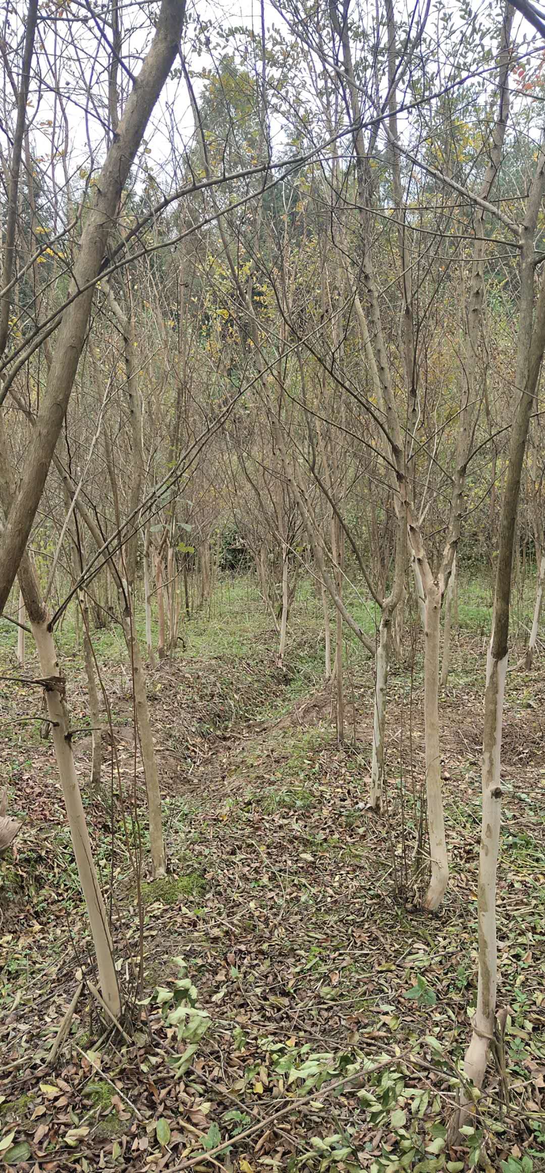 紫薇 湖北局紫薇基地 利川紫薇價(jià)格 武漢紫薇供應(yīng)商  3公分紫微苗