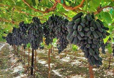 寶石葡萄圖片/寶石葡萄樣板圖 (3)