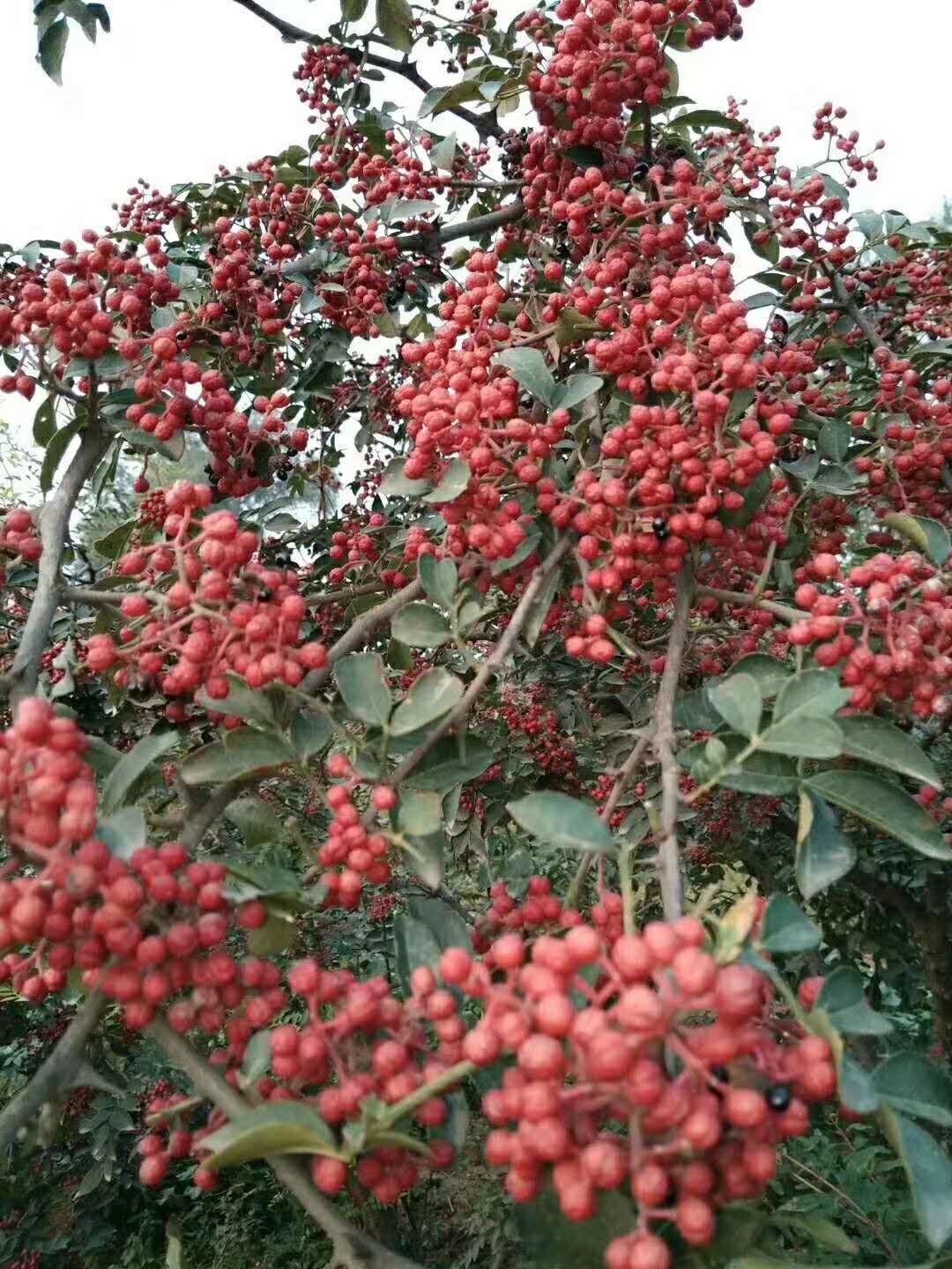 大红袍花椒苗种植基地 有九叶青花椒苗 无刺花椒苗 品种纯正图片