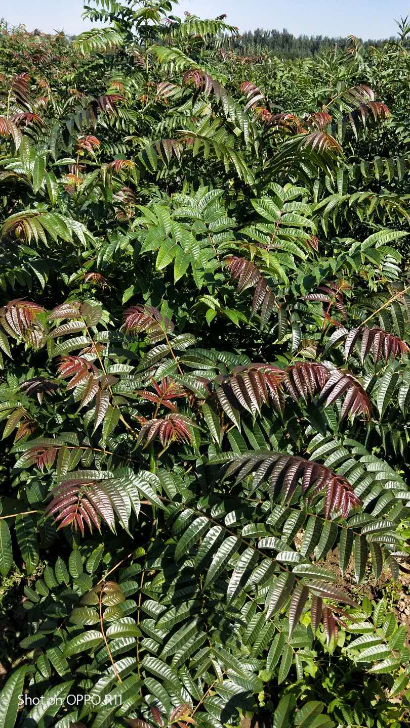 基地有大量優(yōu)質(zhì)紅油香椿苗 無植物病蟲害 多種規(guī)格 量大優(yōu)惠