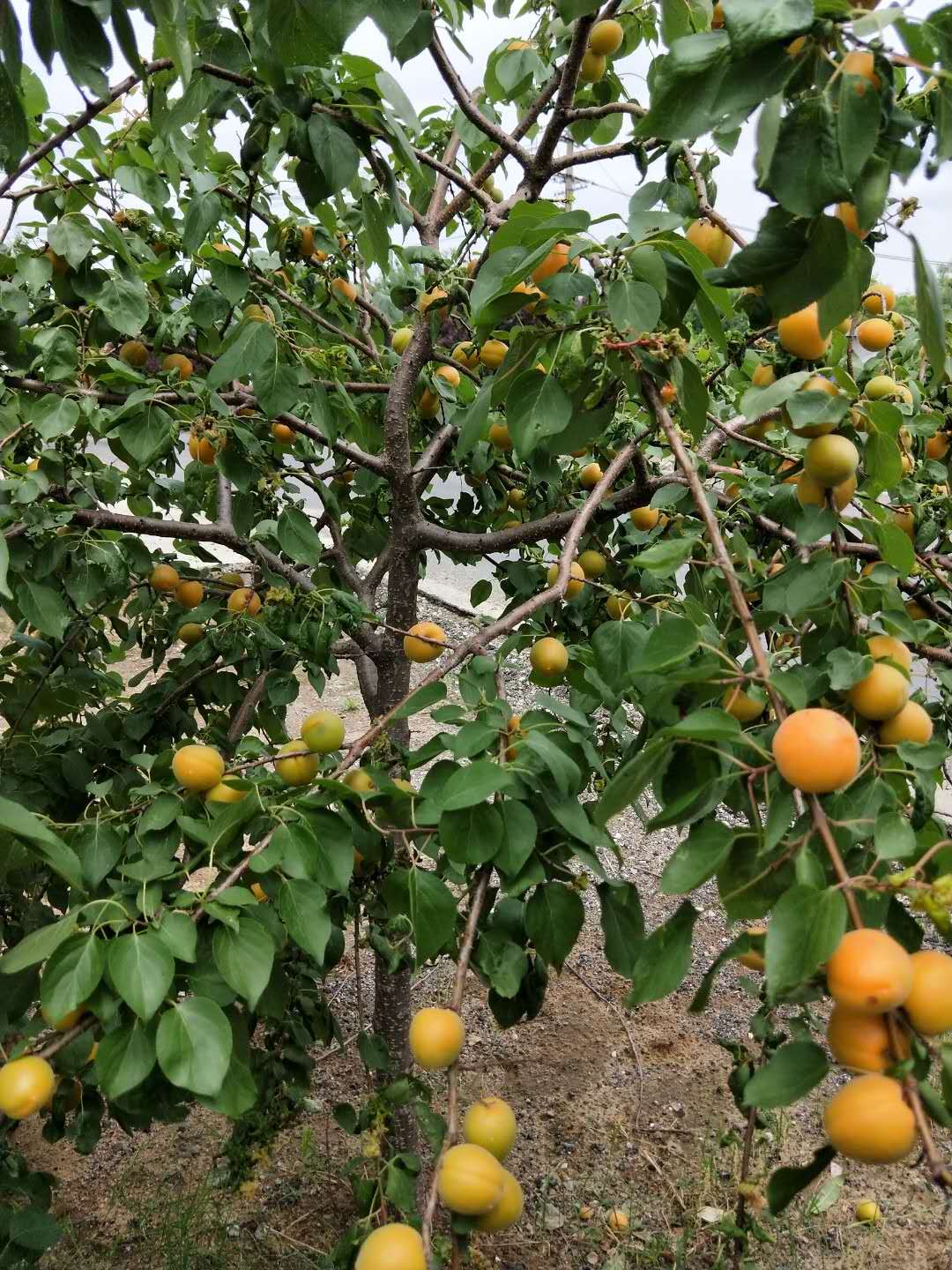 杏樹苗圖片/杏樹苗樣板圖 (2)