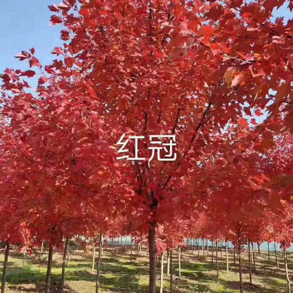 益陽(yáng)紅冠紅楓圖片