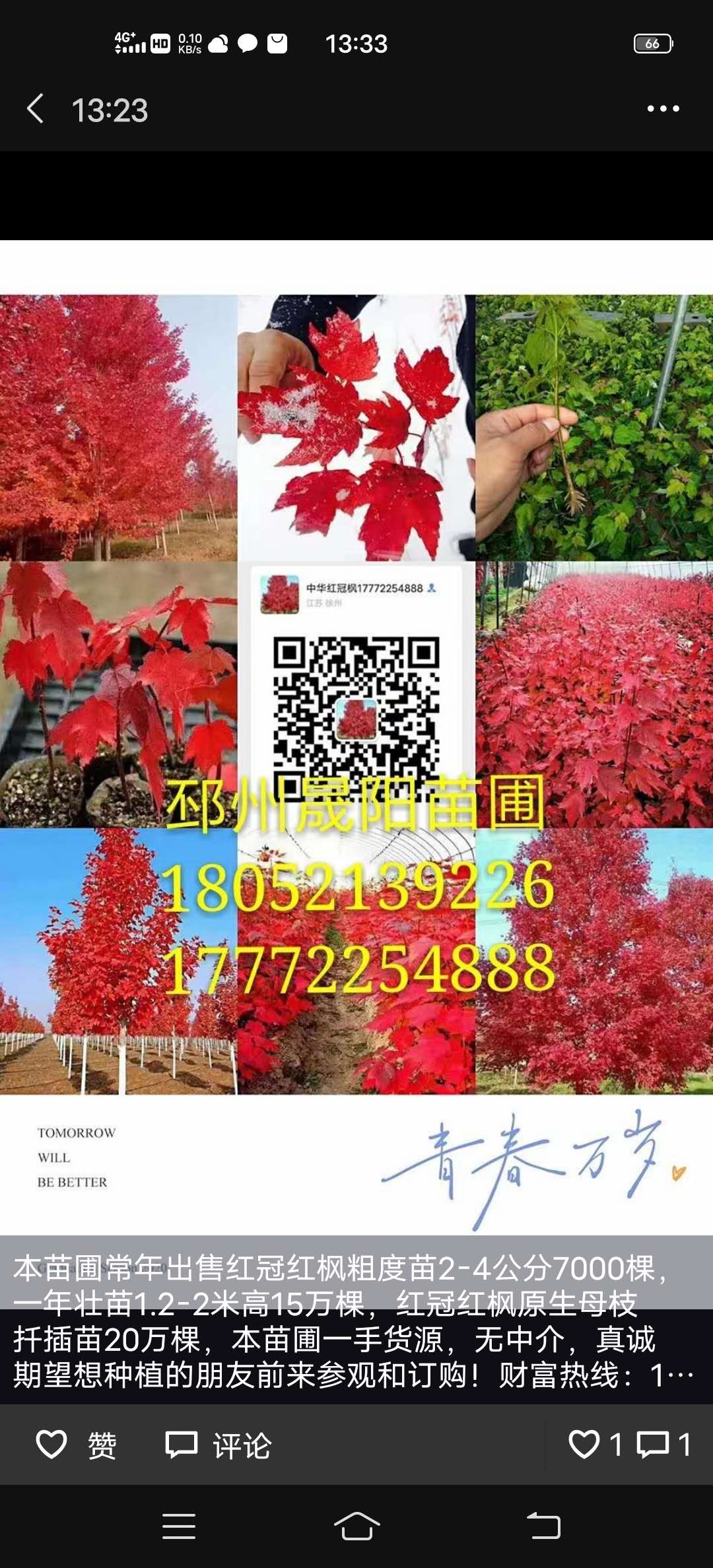 紅冠圖片/紅冠樣板圖 (4)