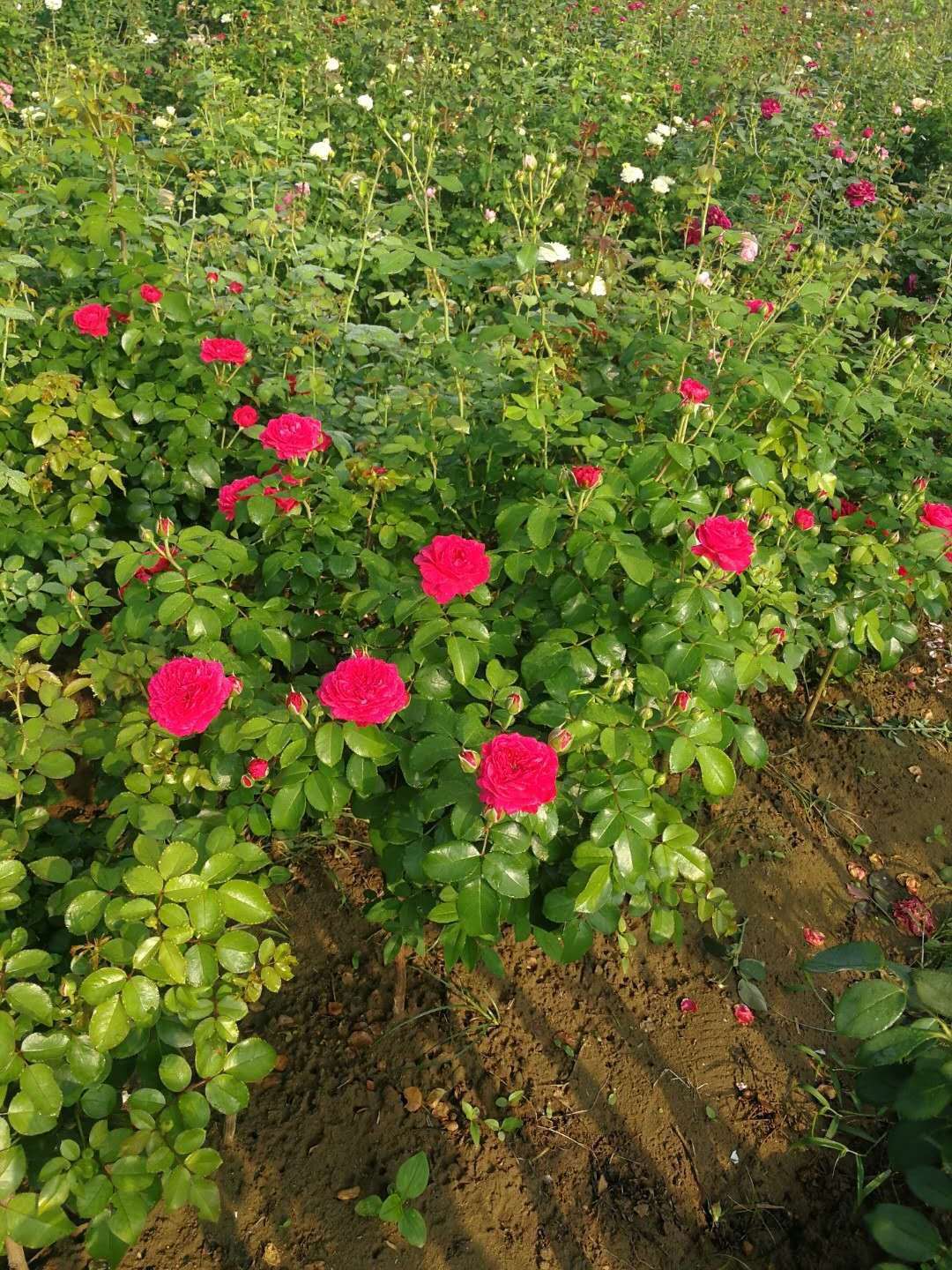 棒棒糖樹狀月季種植基地-批發(fā)-供應(yīng)商-價格