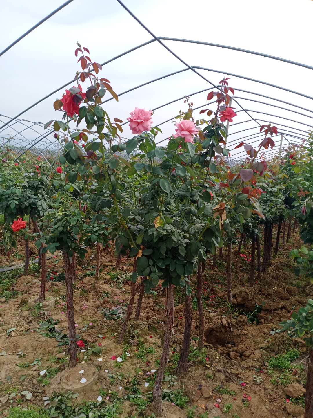河南樹(shù)樁月批發(fā)基地-廠家電話-價(jià)格-公司