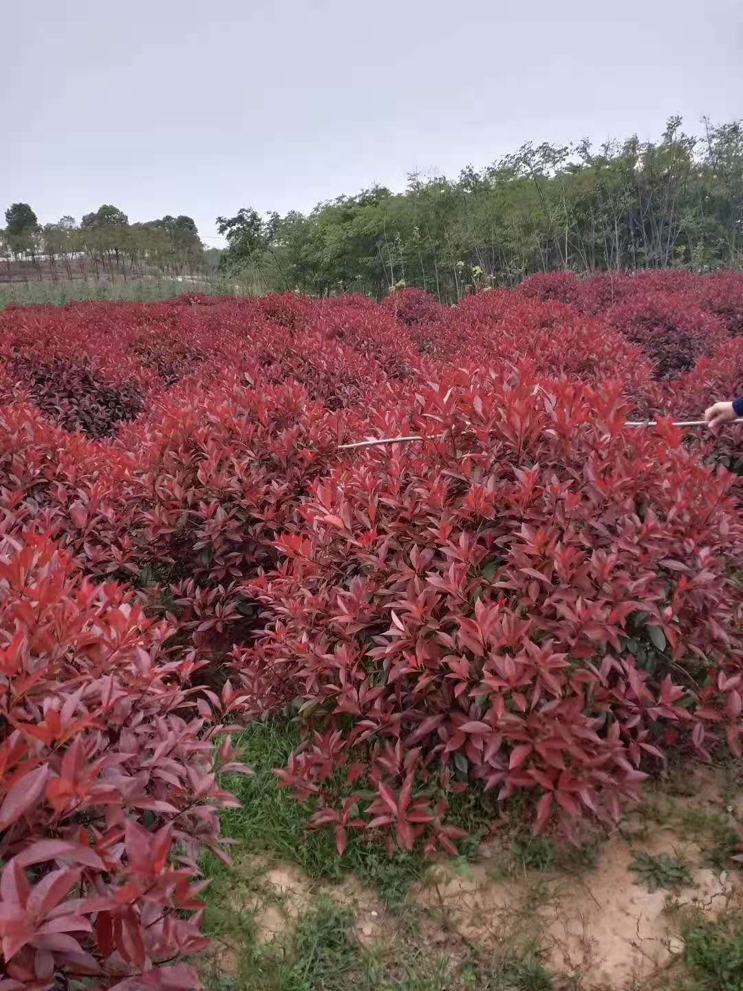 湖南衡阳20-30cm红叶石楠种植基地直销批发价格 高存活率图片