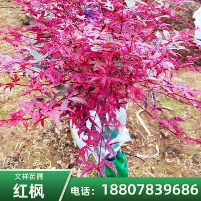 美國紅楓圖片/美國紅楓樣板圖 (2)