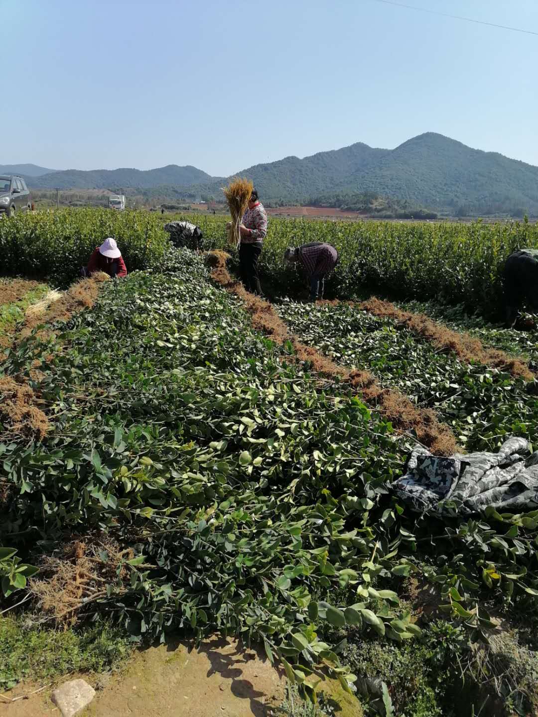 宜春市江西长林油茶苗厂家江西长林油茶苗批发、价格、基地直销、大量供应【高产油茶苗合作社】