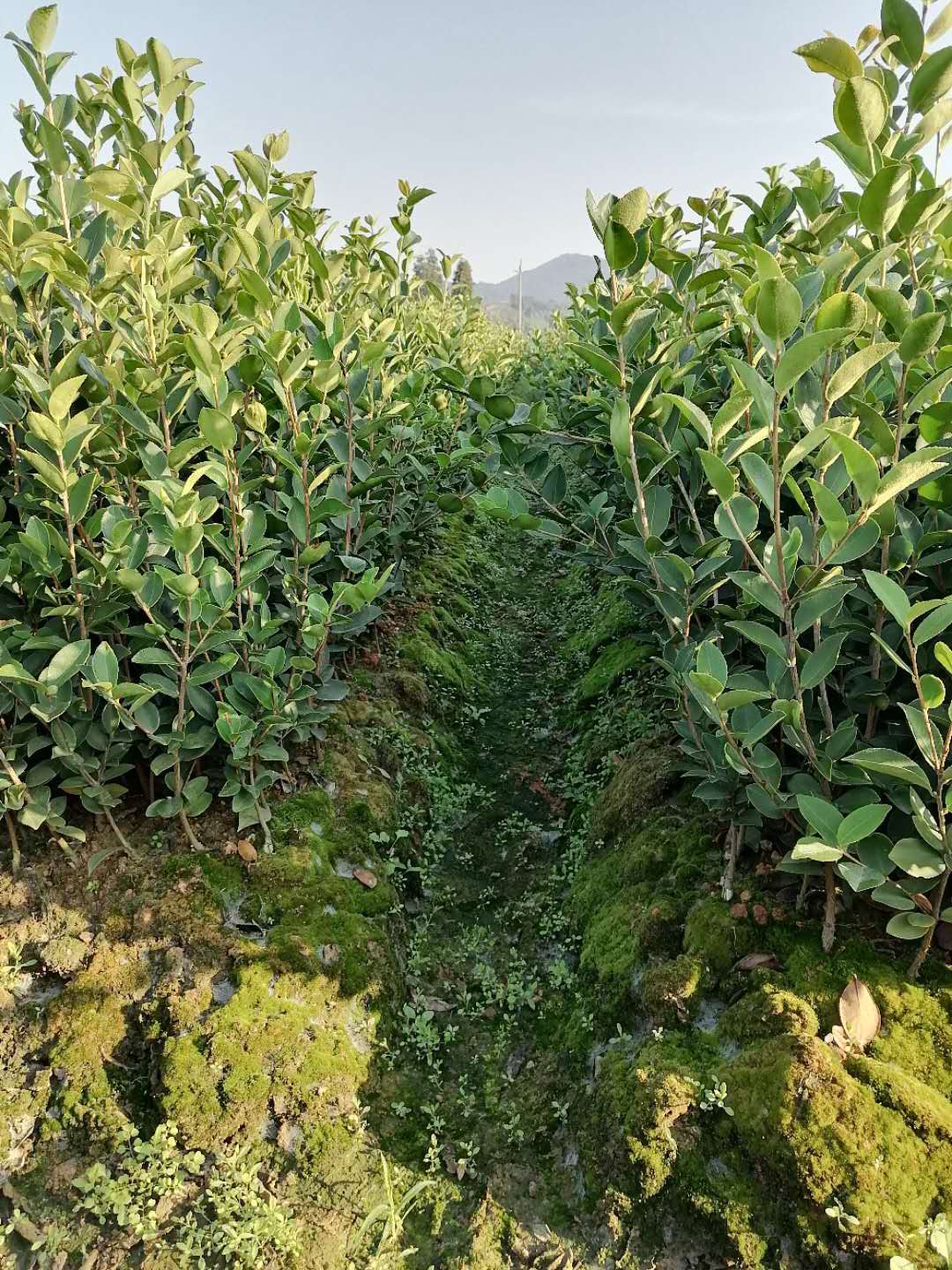 裸根油茶苗批发-裸根油茶苗多少钱一株-裸根油茶苗产地直供图片