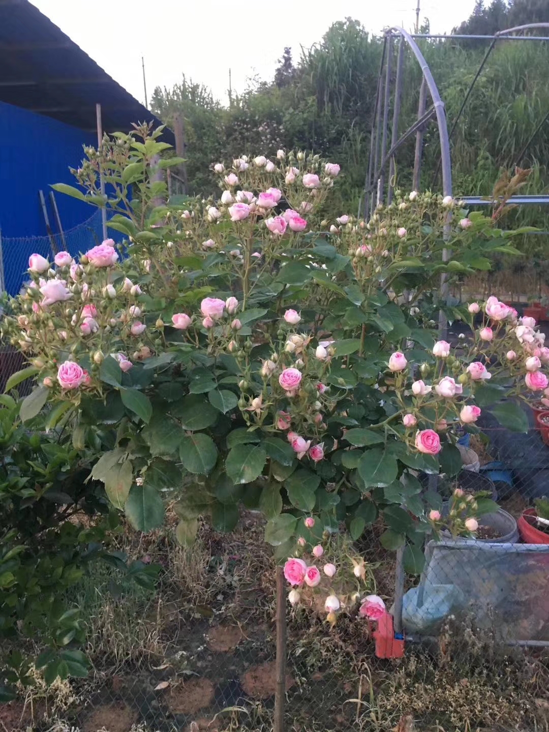 棒棒糖月季胭脂扣基地報(bào)價(jià)圖片