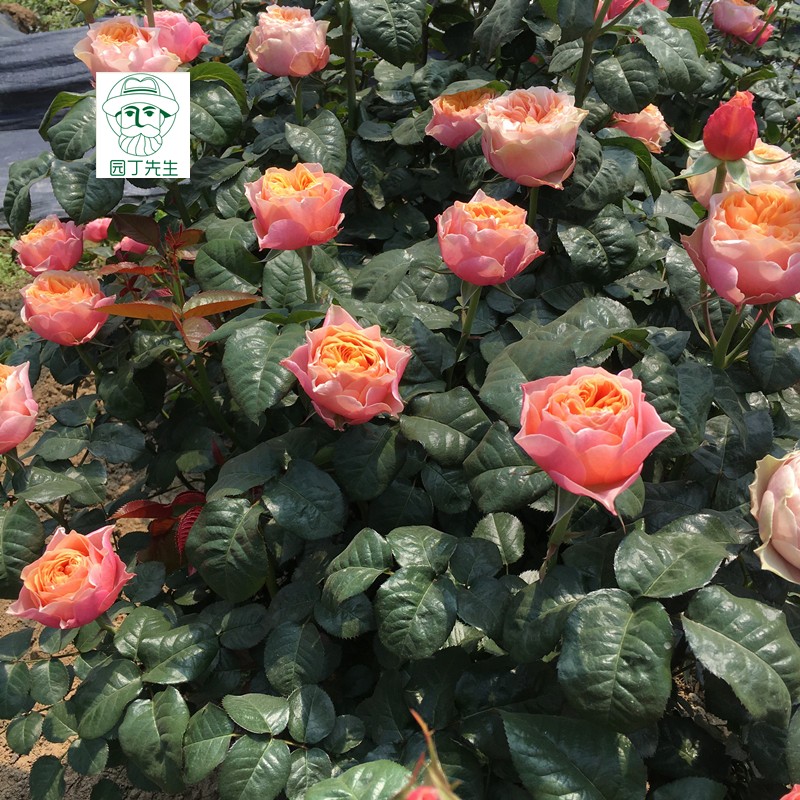 棒棒糖月季 溫柔珊瑚心圖片/棒棒糖月季 溫柔珊瑚心樣板圖 (3)