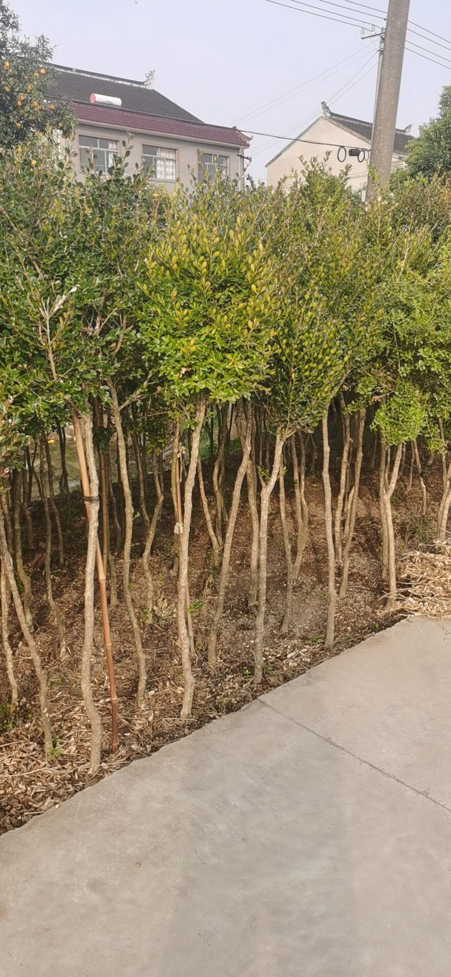 安徽瓜子圖片/安徽瓜子樣板圖 (4)