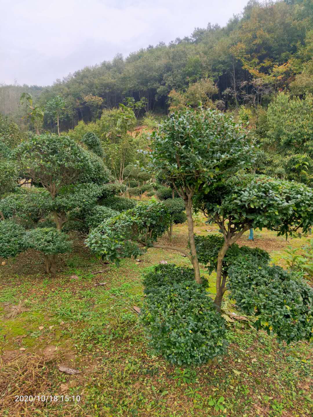 小葉女真造型圖片/小葉女真造型樣板圖 (4)