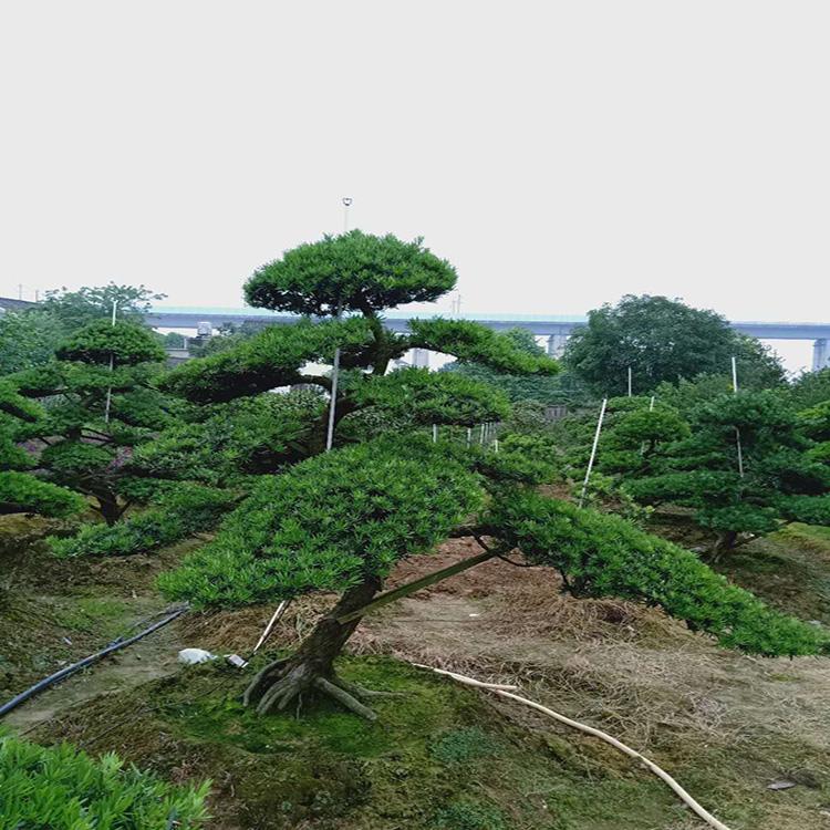 羅漢松圖片/羅漢松樣板圖 (2)