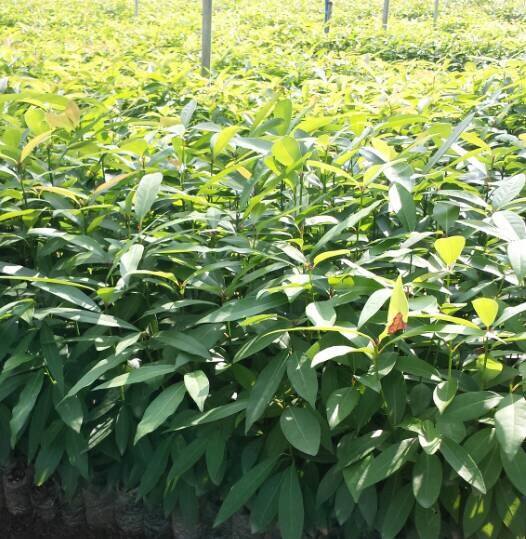 廣西香粉樹苗和刨花楠苗 香膠木苗圖片/廣西香粉樹苗和刨花楠苗 香膠木苗樣板圖 (1)