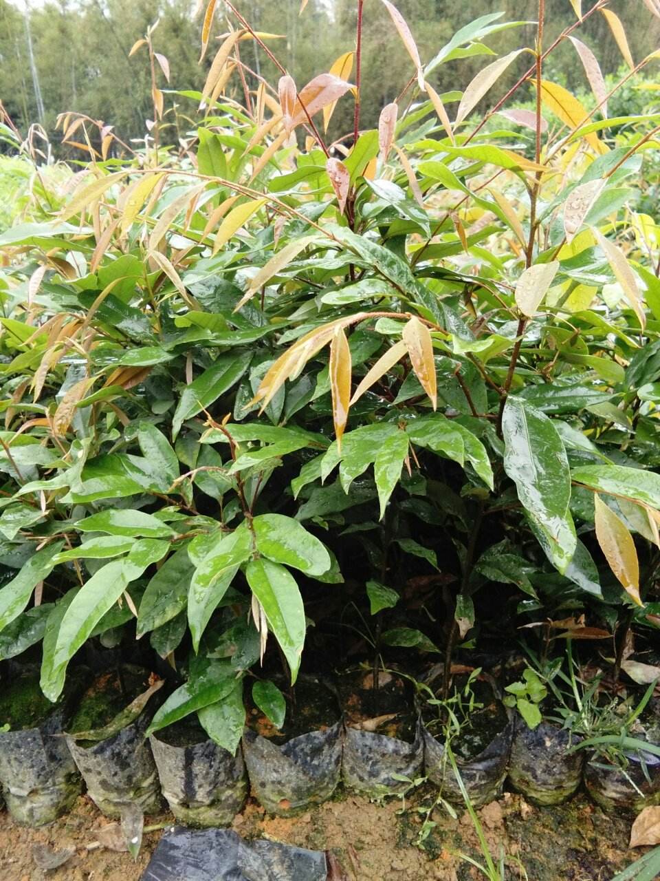 供應(yīng)廣西紅椎苗和楓香苗和紅黎木苗圖片/供應(yīng)廣西紅椎苗和楓香苗和紅黎木苗樣板圖 (3)