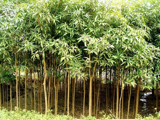 扁桃圖片/扁桃樣板圖 (4)