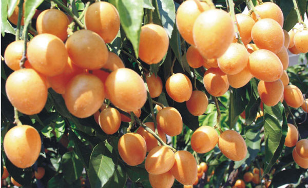 供應(yīng)玉林黃皮苗介紹  紫肉雞心黃皮苗和無(wú)核黃皮苗