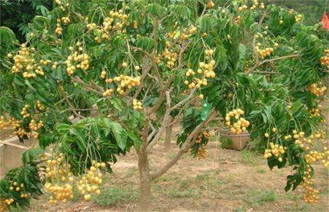 黃皮苗圖片/黃皮苗樣板圖 (4)