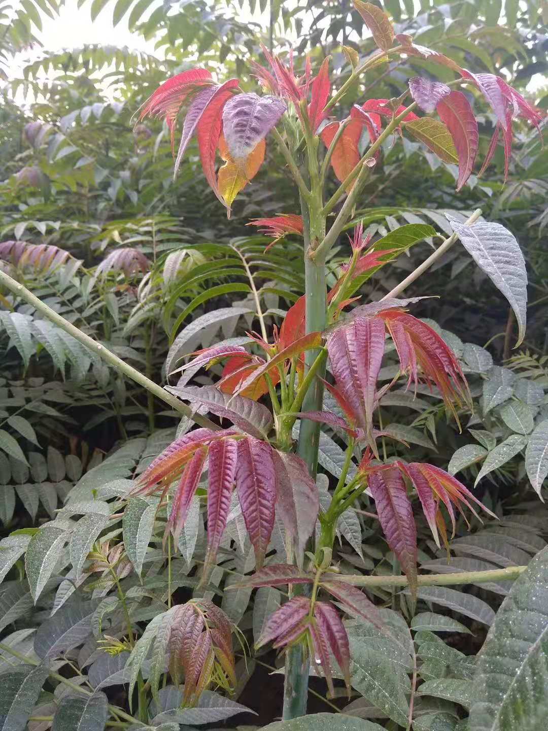 紅油香椿苗批發(fā) 香椿苗價(jià)格 香椿樹(shù)苗 成活率高 品種齊全