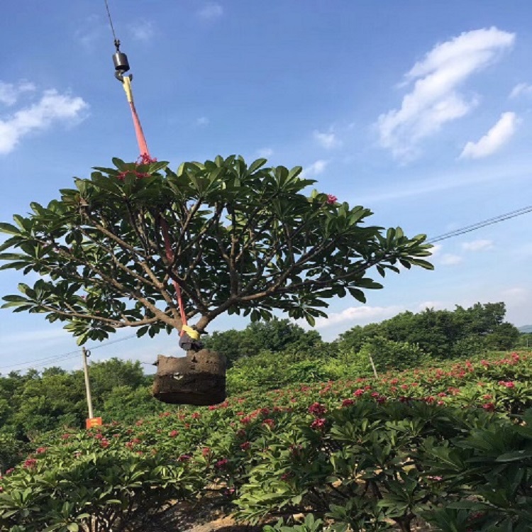 鸡蛋花树苗图片