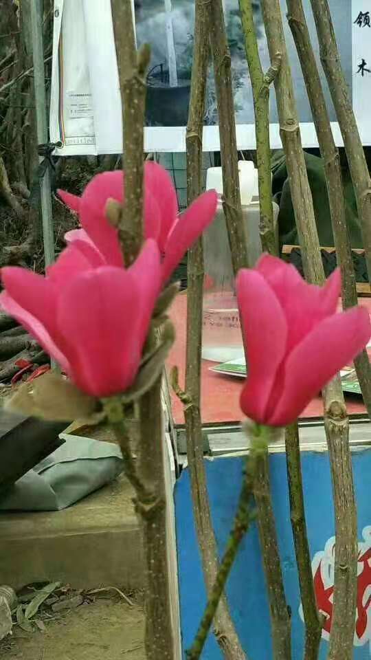 玉蘭花圖片/玉蘭花樣板圖 (2)