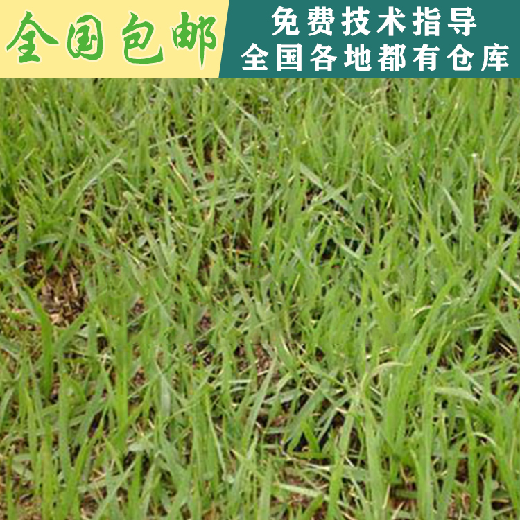 結(jié)縷草種子圖片/結(jié)縷草種子樣板圖 (3)