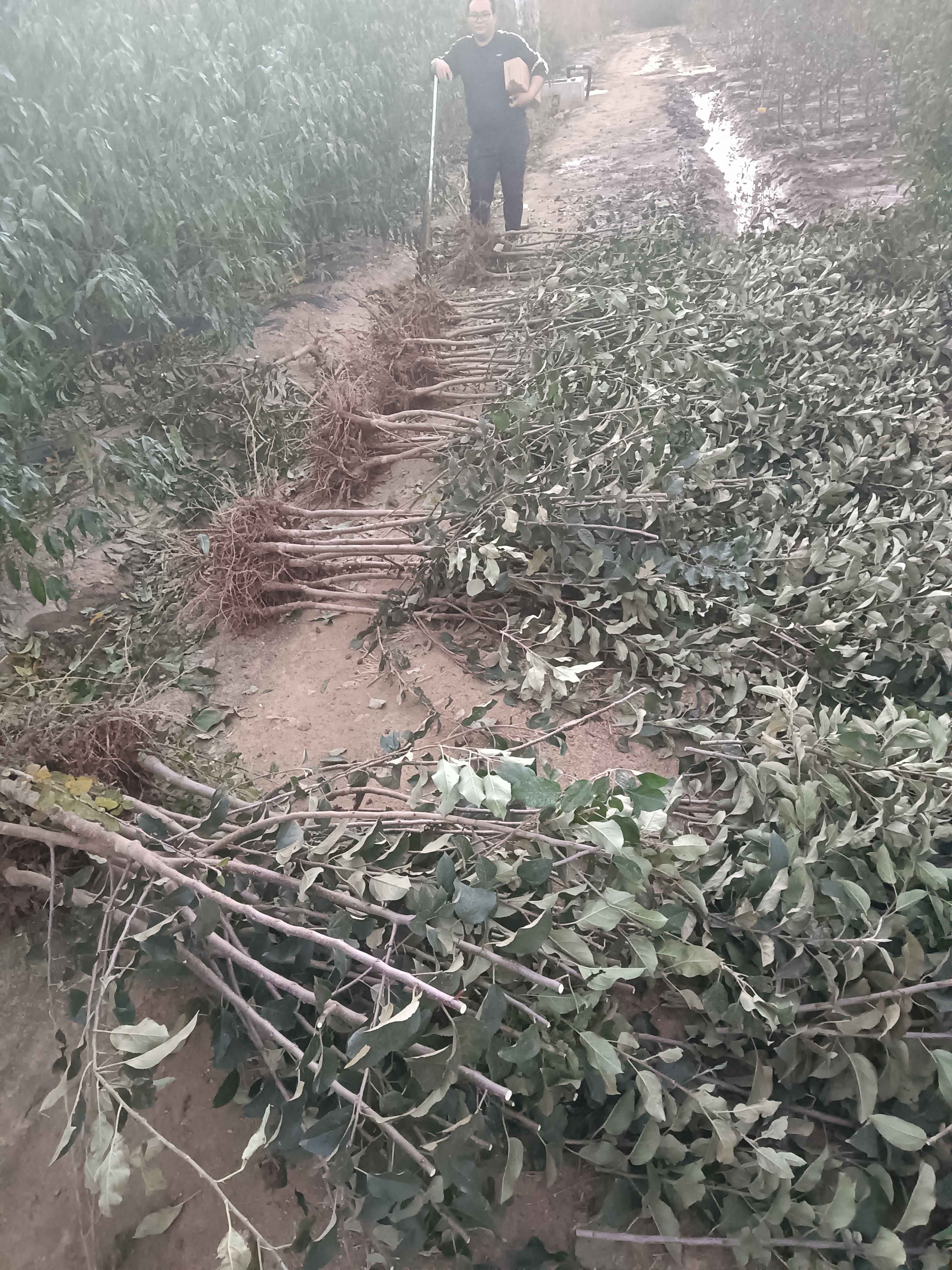 苹果树的品种苹果树的价格苹果树苗图片