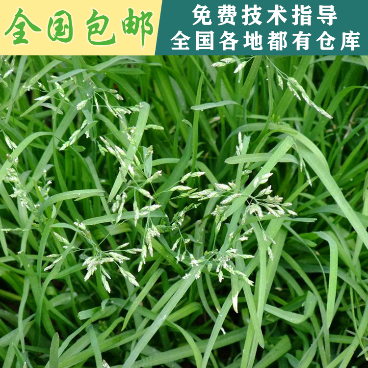 早熟禾種子圖片/早熟禾種子樣板圖 (1)