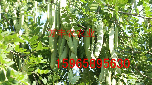 皂角圖片/皂角樣板圖 (4)