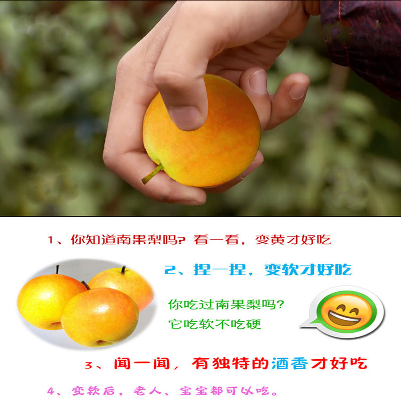 南果梨圖片/南果梨樣板圖 (4)