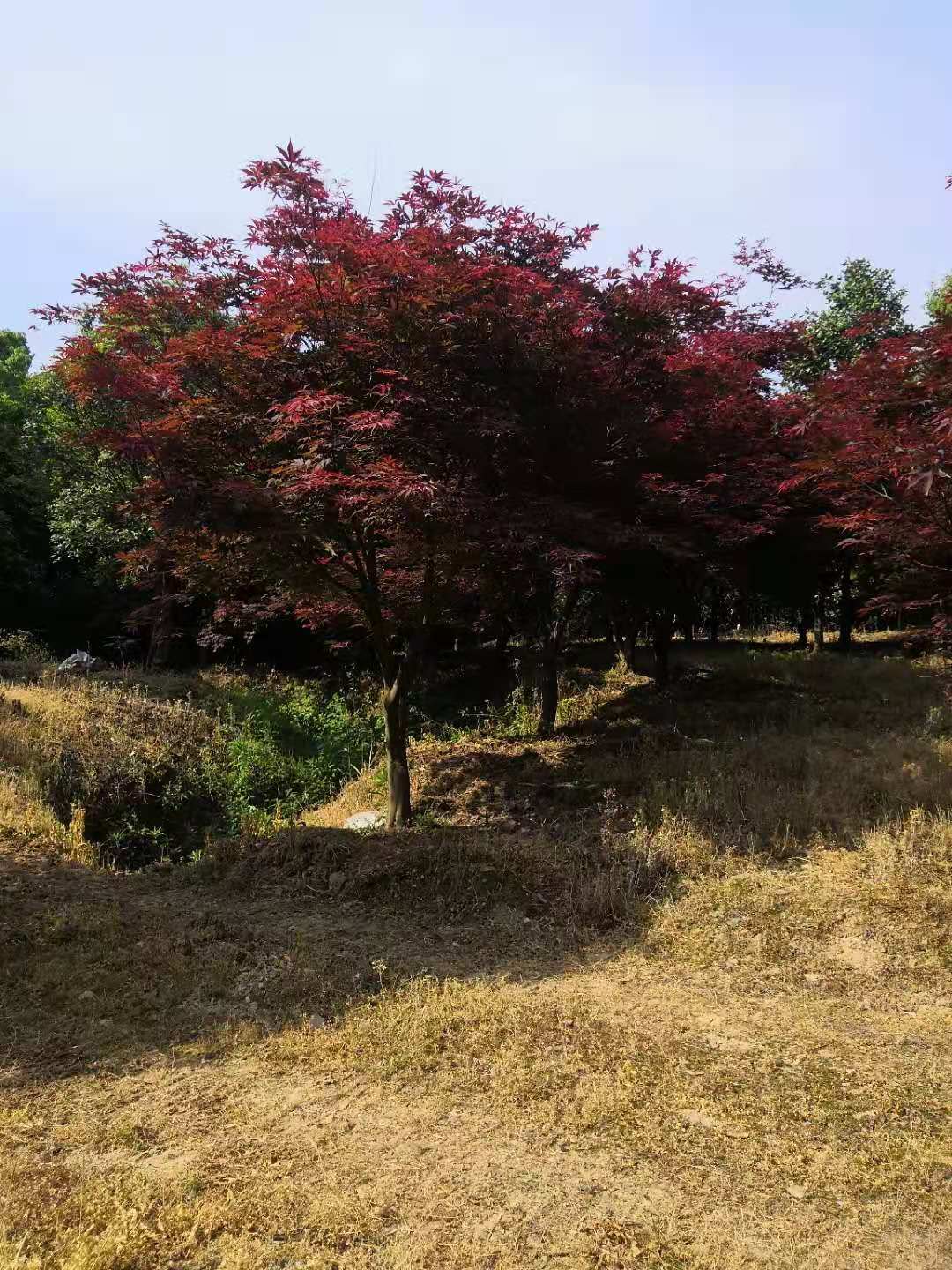 紅楓圖片/紅楓樣板圖 (1)